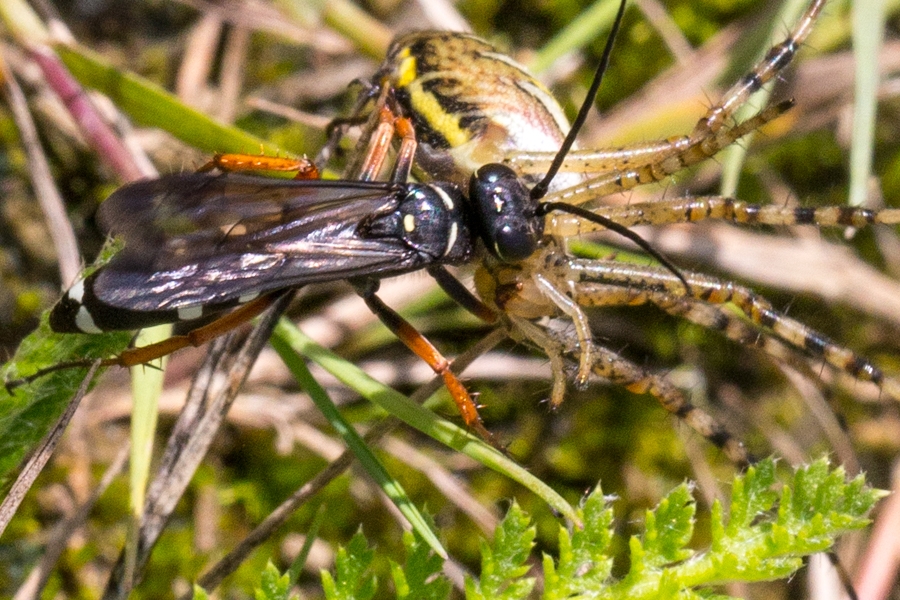 Episyron albonotatum