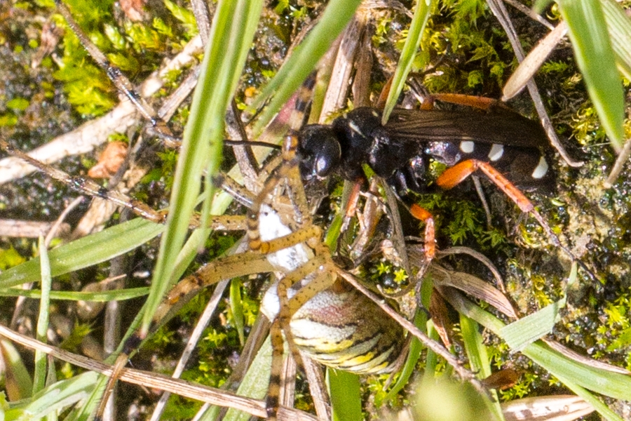 Episyron albonotatum