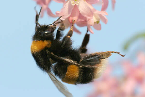 Dunkle Erdhummel