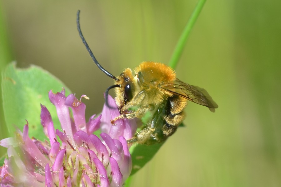 Eucera longicornis