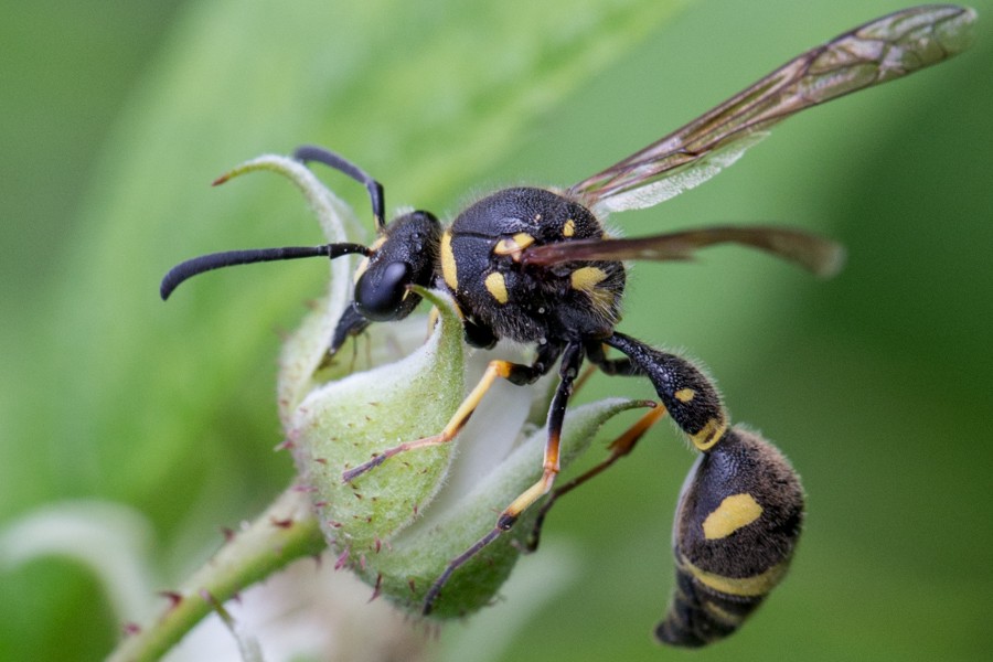 Eumenes pedunculatus