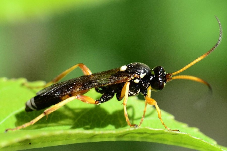 Eutanyacra pallidicornis