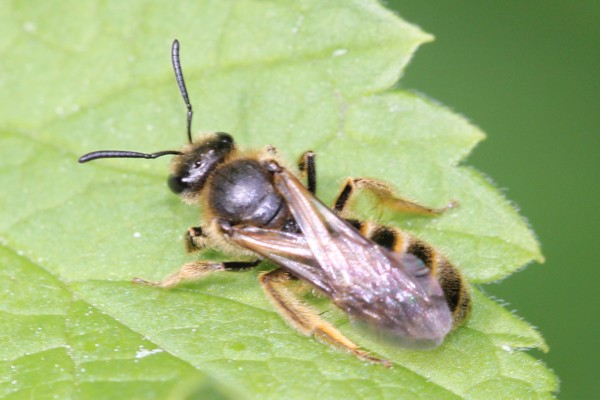 Gemeine Furchenbiene