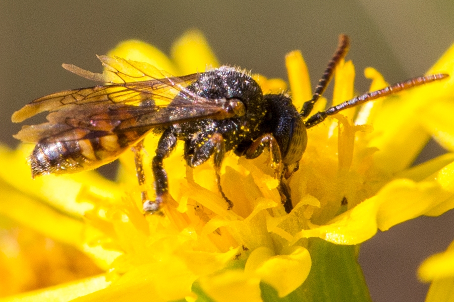 Gelbfleckige Wespenbiene
