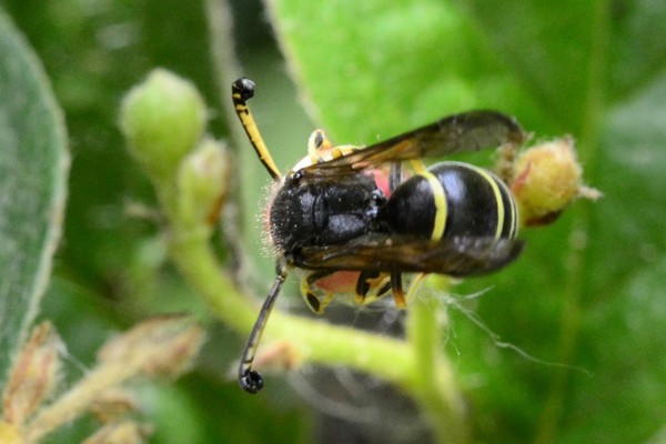 Gemeine Schornsteinwespe