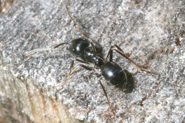 Glänzendschwarze Holzameise