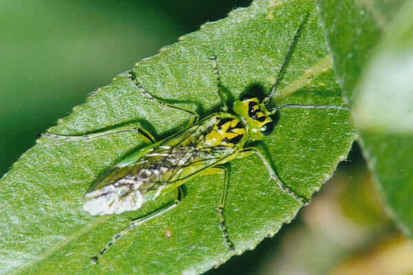 Rhogogaster chlorosoma