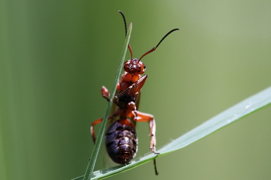 Große Wiesenameise