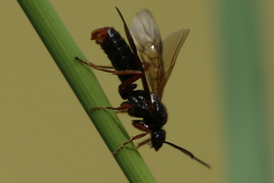 Große Wiesenameise