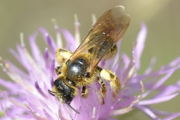 Halictus maculatus