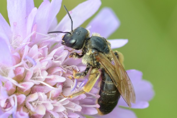 Halictus maculatus