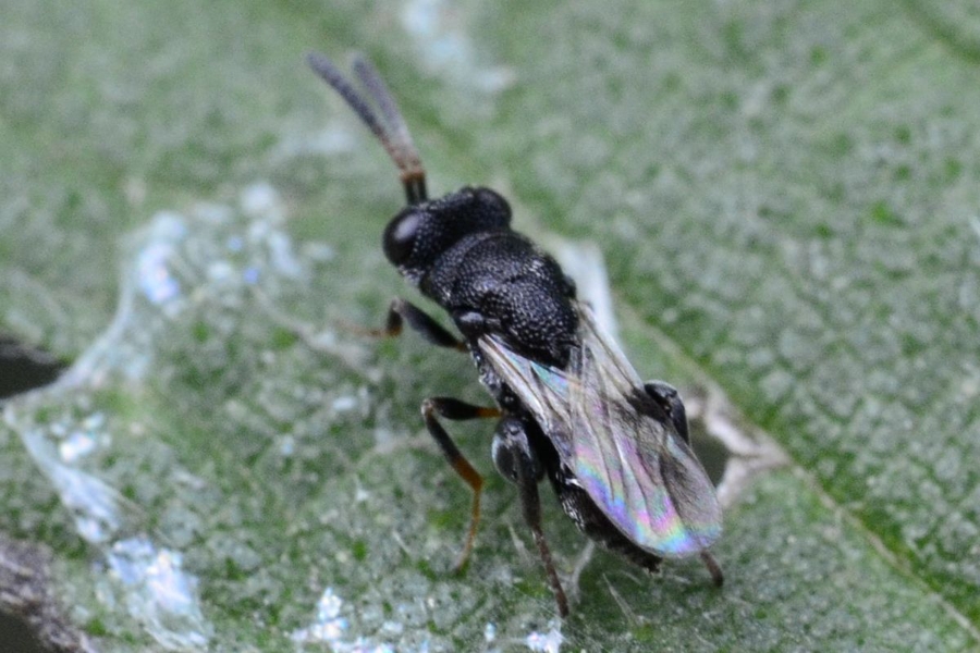 Haltichella rufipes