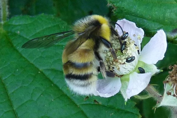 Helle Erdhummel