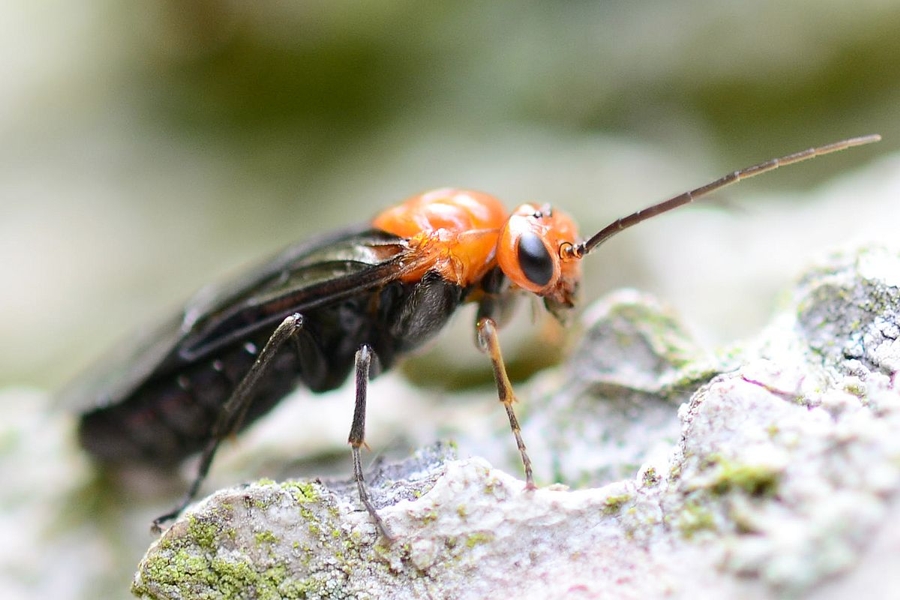 Hemichroa australis