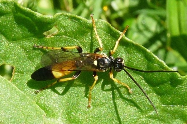 Ichneumon confusor