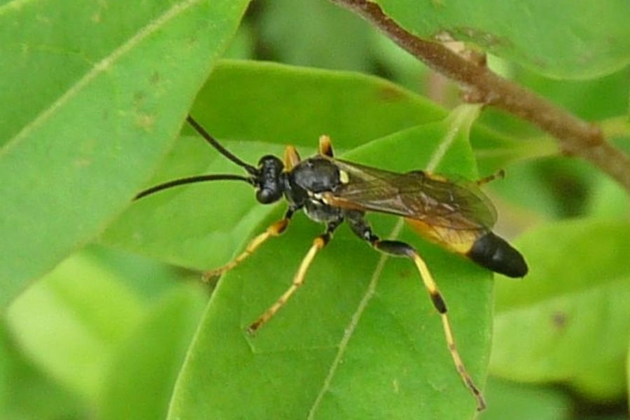 Ichneumon extensorius