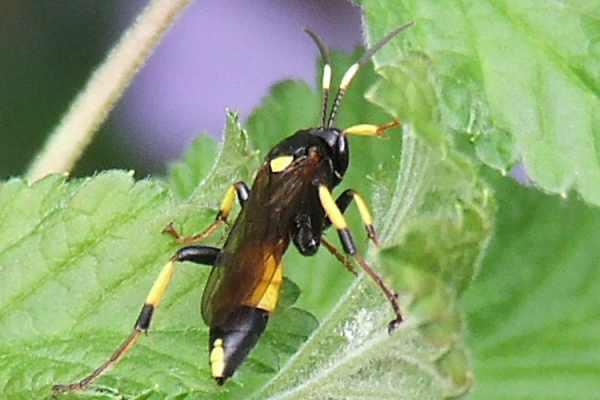 Ichneumon stramentor