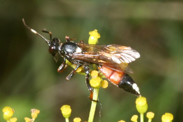 Ichneumon stramentarius