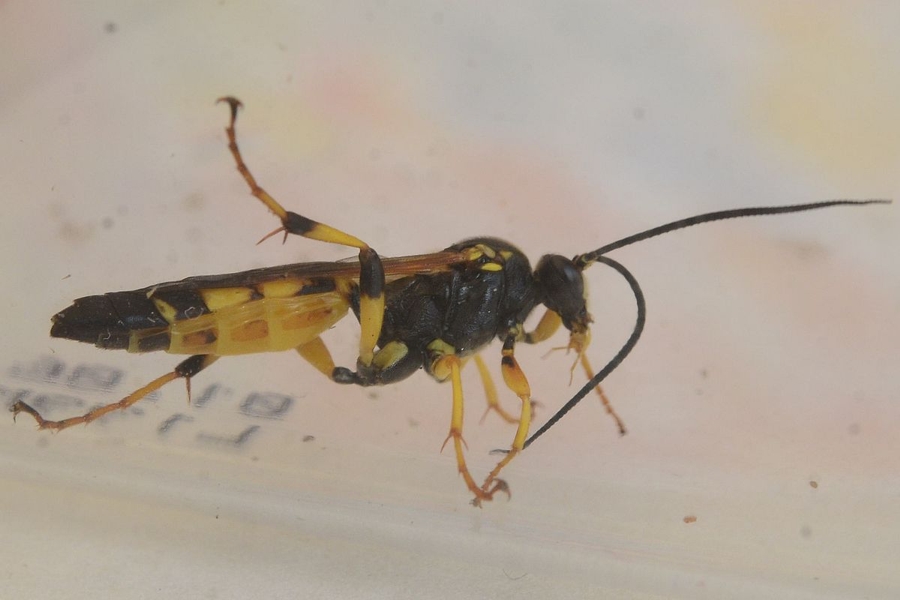 Ichneumon xanthorius