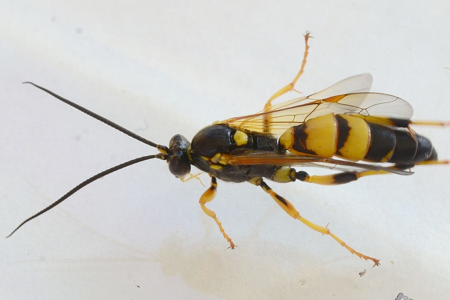 Ichneumon xanthorius