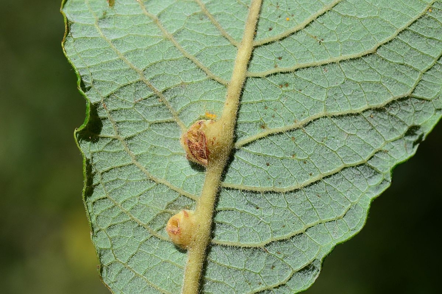 Iteomyia caprea