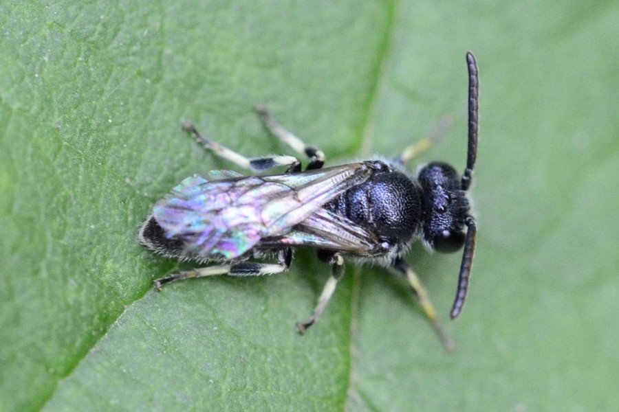 Lamellen-Maskenbiene