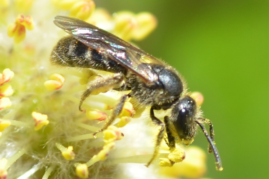 Lasioglossum fratellum