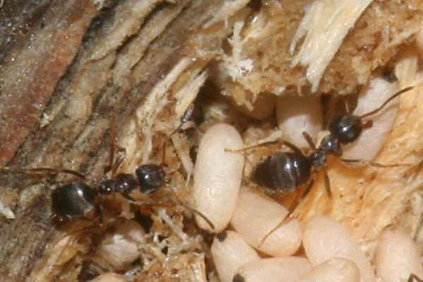 Lasius platythorax