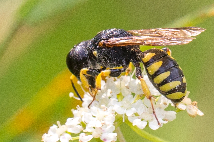 Kleine Silbermundwespe