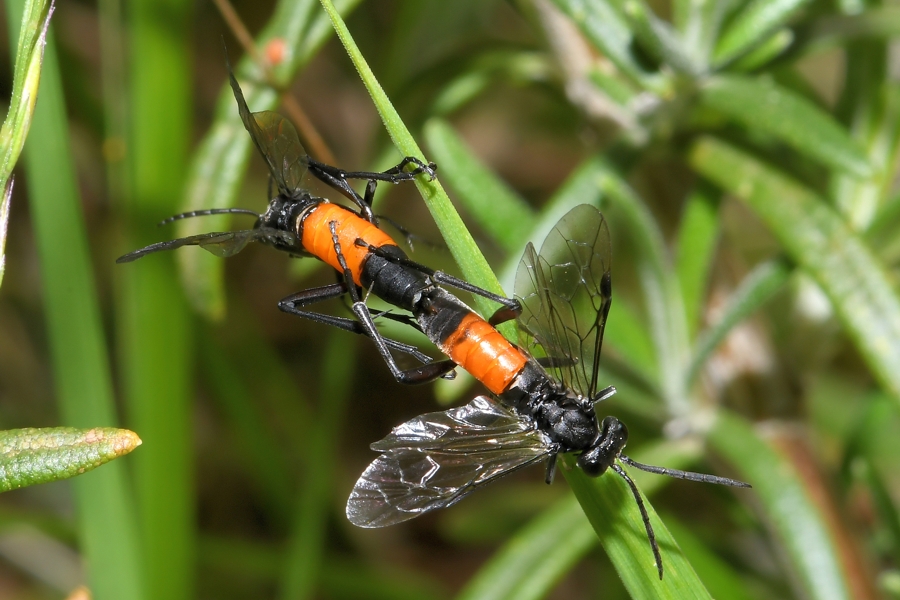 Macrophya annulata