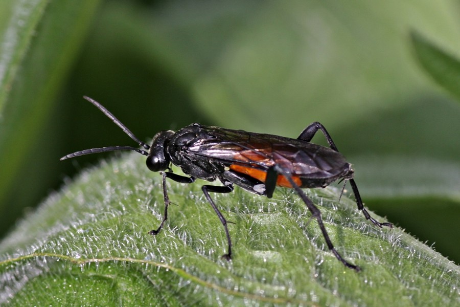 Macrophya annulata