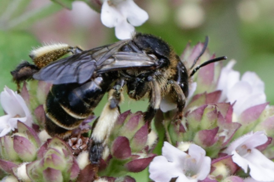 Macropis europaea