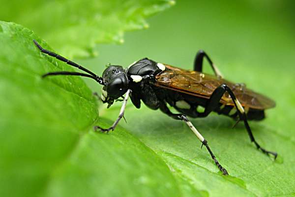 Macrophya duodecimpunctata