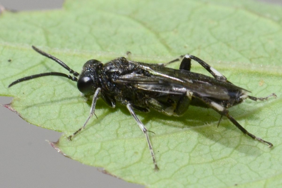 Macrophya ribis