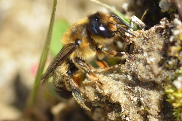 Megachile alpicola