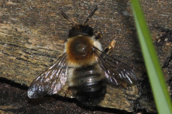 Megachile circumcincta