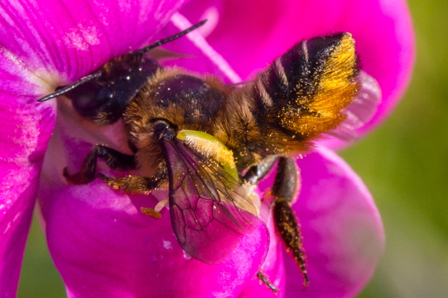 Megachile willughbiella