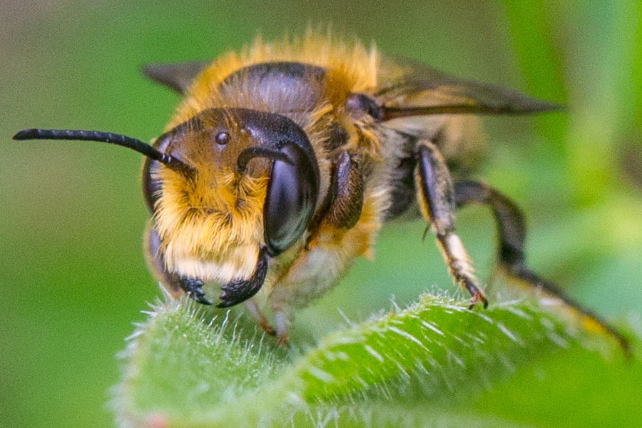 Megachile willughbiella