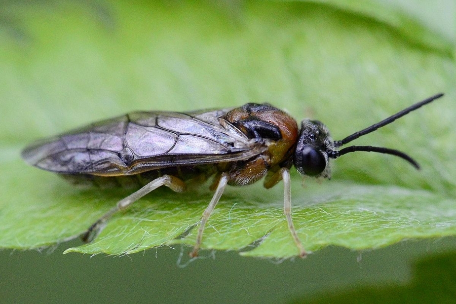Mesoneura opaca