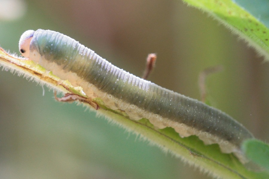 Monostegia abdominalis