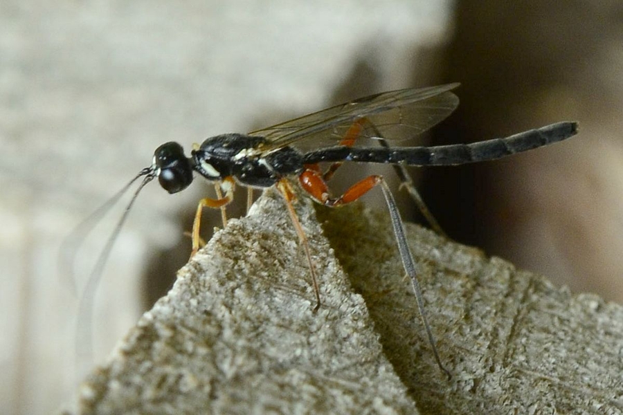 Neoxorides nitens