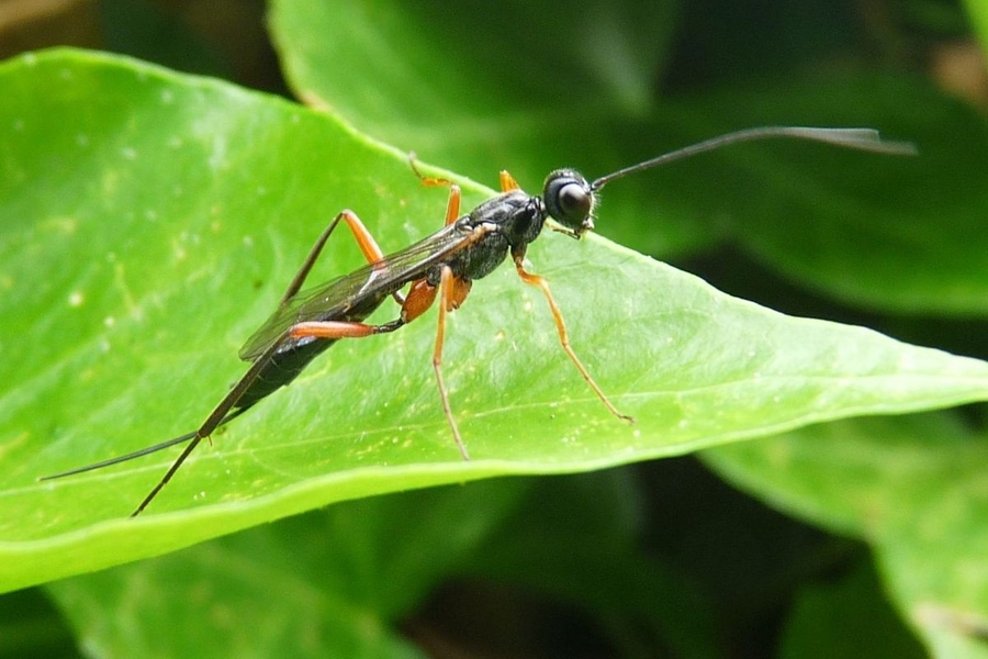 Neoxorides nitens