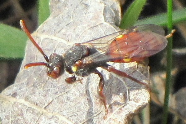 Nomada ferruginata