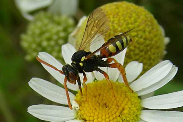 Nomada fucata