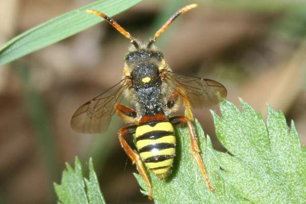 Nomada fucata