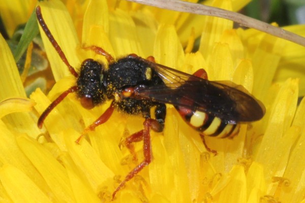 Nomada bifasciata