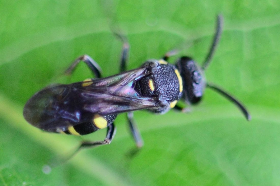 Nysson trimaculatus