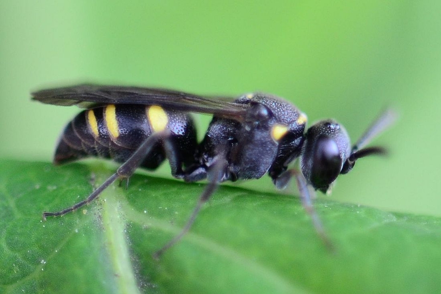 Nysson trimaculatus