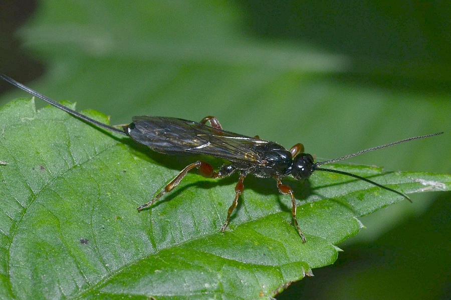 Odontocolon dentipes