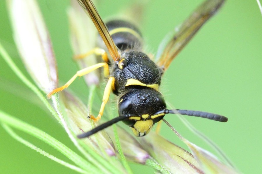 Ancistrocerus oviventris